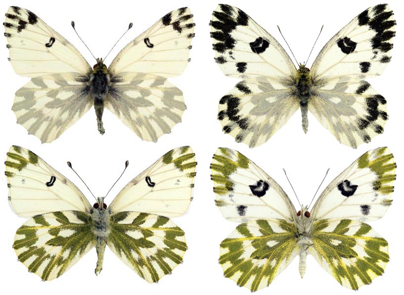  Pontia chloridice chloridice (Hubner, [1813]) . Фото: © Валентин Тихонов. Самец: 20.10.2007, Дагестан, Самурский хребет, окрестности Рутула, 1300 м над ур. м. Собрал В. В. Тихонов. Самка: 17.07.2010,Дагестан, Андийское Койсу, окрестности селения Агвали, ex larva. Собрал В. В. Тихонов. 